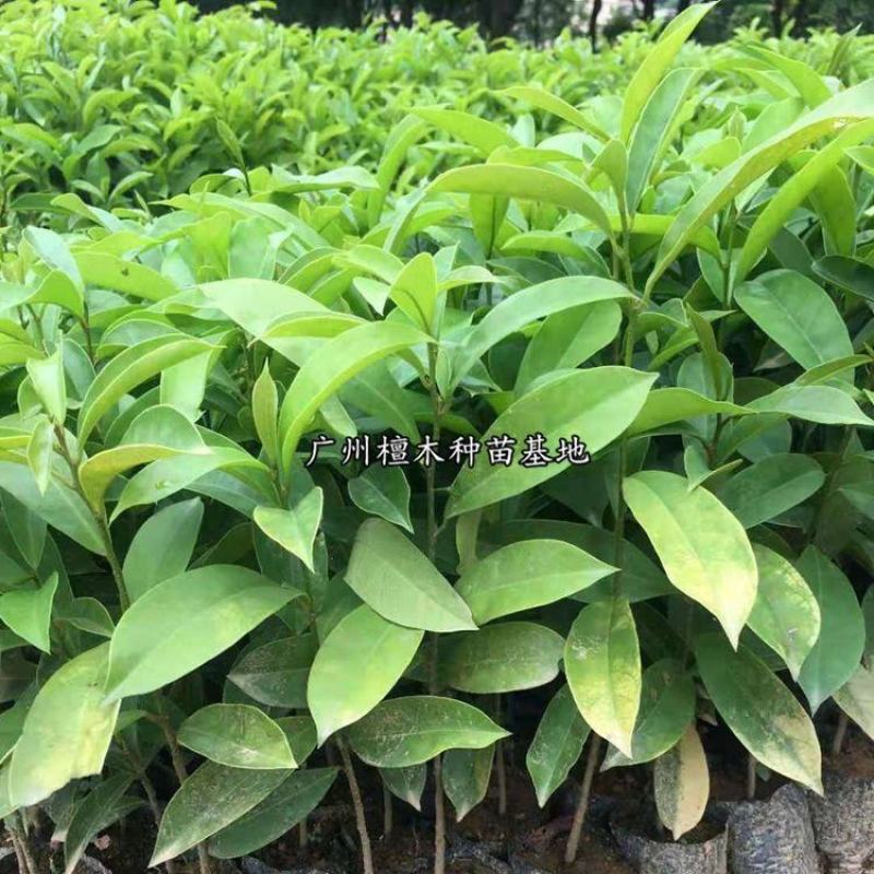 五味子苗南五味子树苗花卉药用药材植物庭院绿化带土