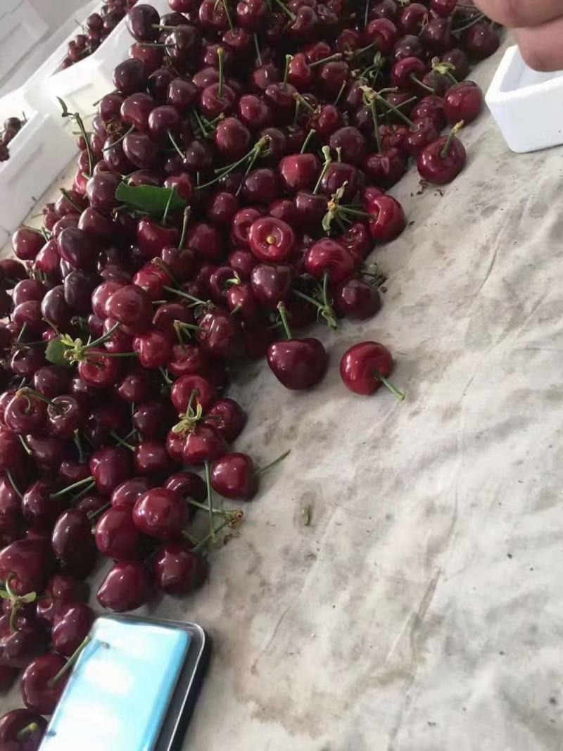 平度云山大樱桃货量充足品种多