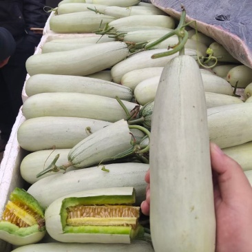 羊角蜜甜瓜博洋61产地代收大量现货现摘现