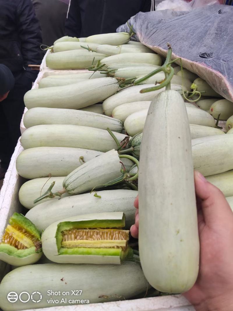 羊角蜜甜瓜博洋61产地代收大量现货现摘现