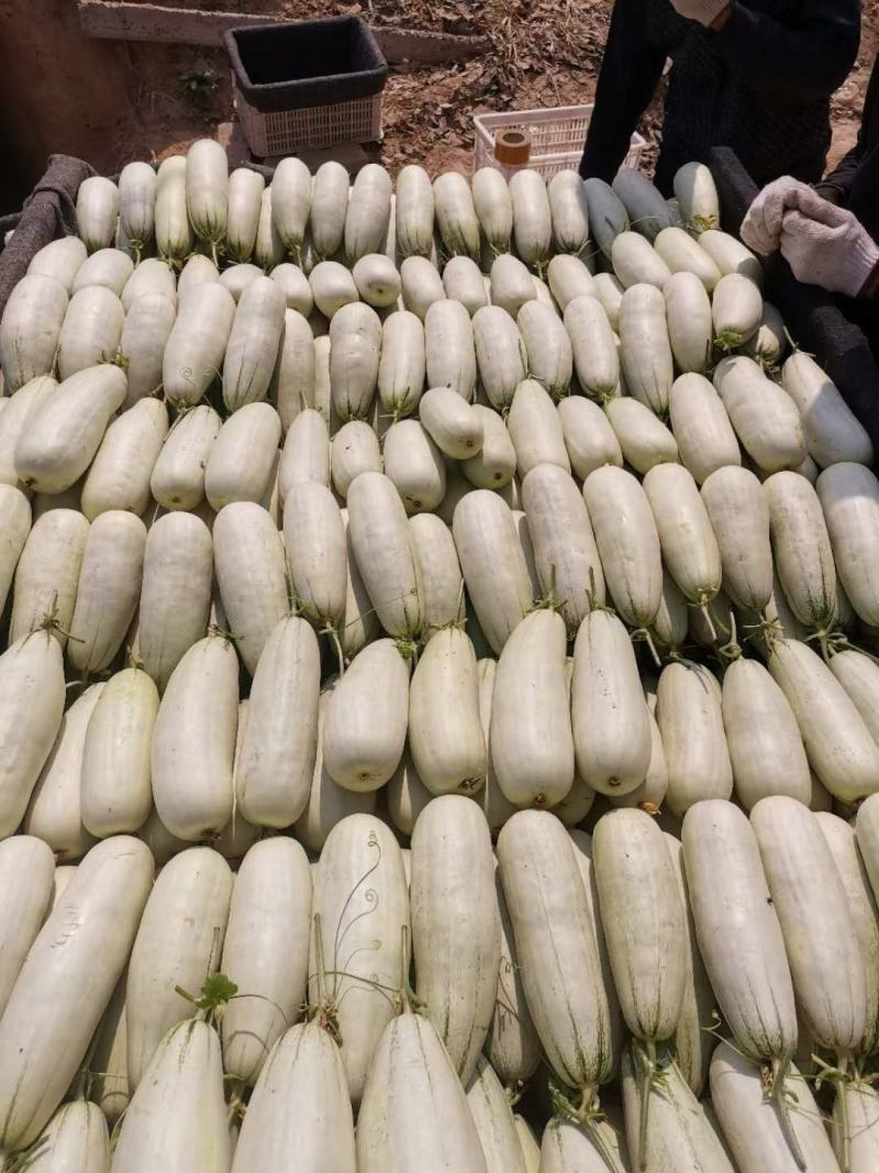羊角蜜甜瓜博洋61产地代收大量现货现摘现
