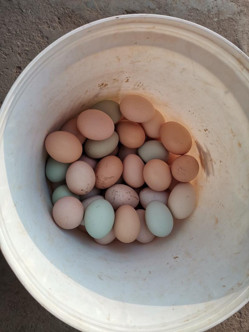 农家散养新鲜跑山鸡蛋，20枚新鲜鸡蛋批发包邮！