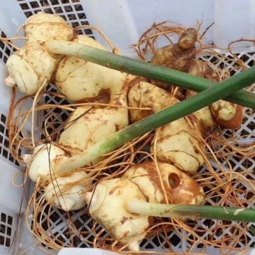 高杆不倒苗姜型多花甜黄精