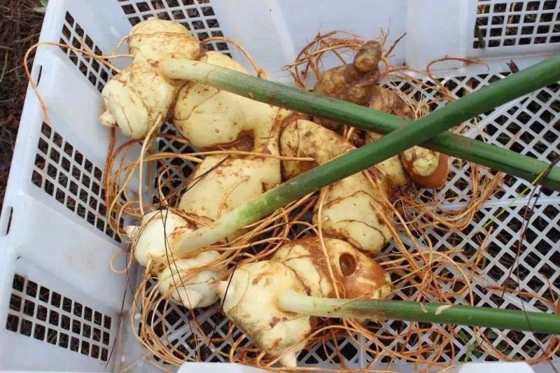 高杆不倒苗姜型多花甜黄精