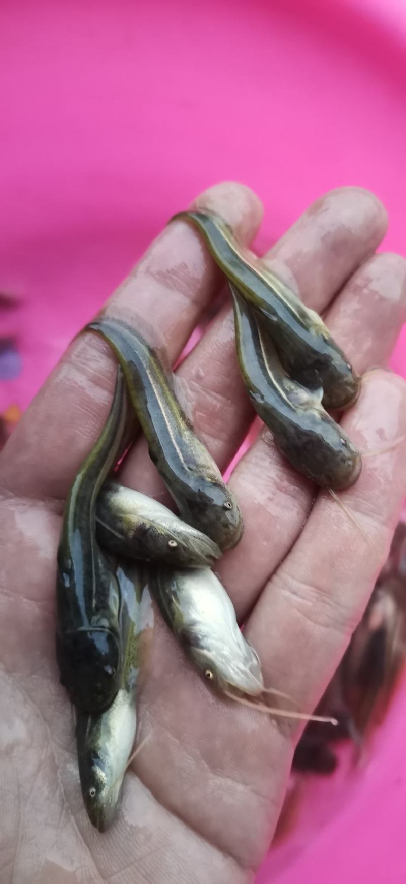 南方大口鲶鱼苗场地直供质量保质技术指导跟宗量大从优