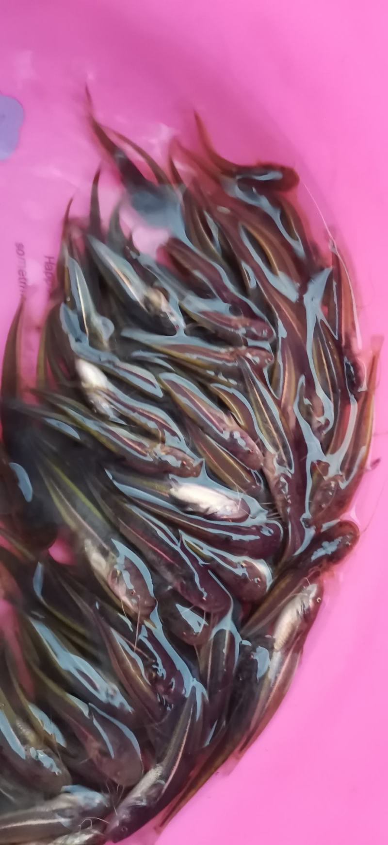 南方大口鲶鱼苗场地直供质量保质技术指导跟宗量大从优