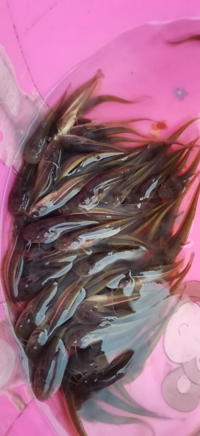 南方大口鲶鱼苗场地直供质量保质技术指导跟宗量大从优
