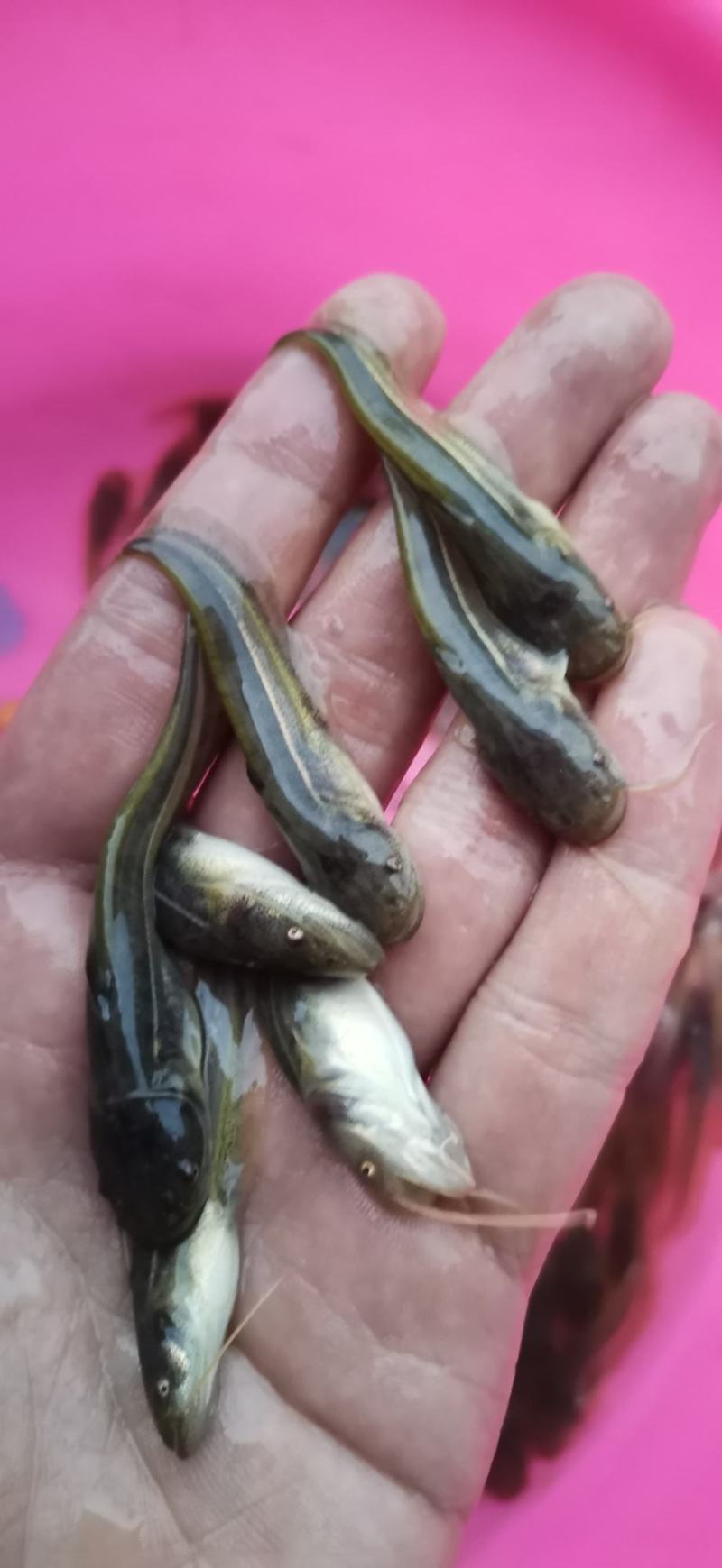 南方大口鲶鱼苗场地直供质量保质技术指导跟宗量大从优