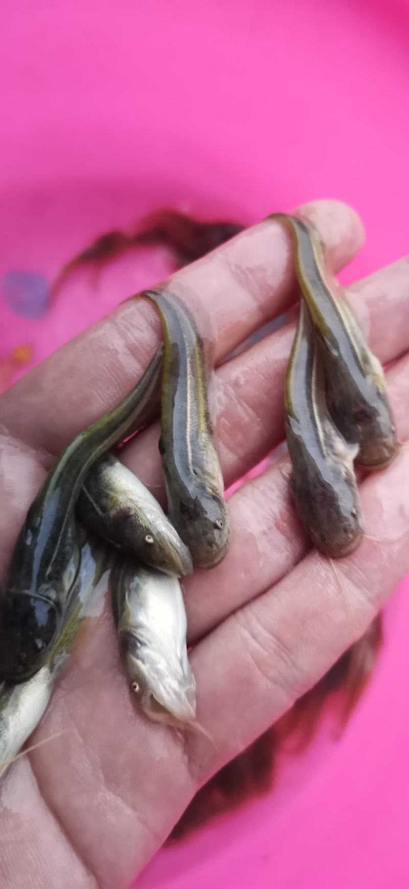 南方大口鲶鱼苗场地直供质量保质技术指导跟宗量大从优