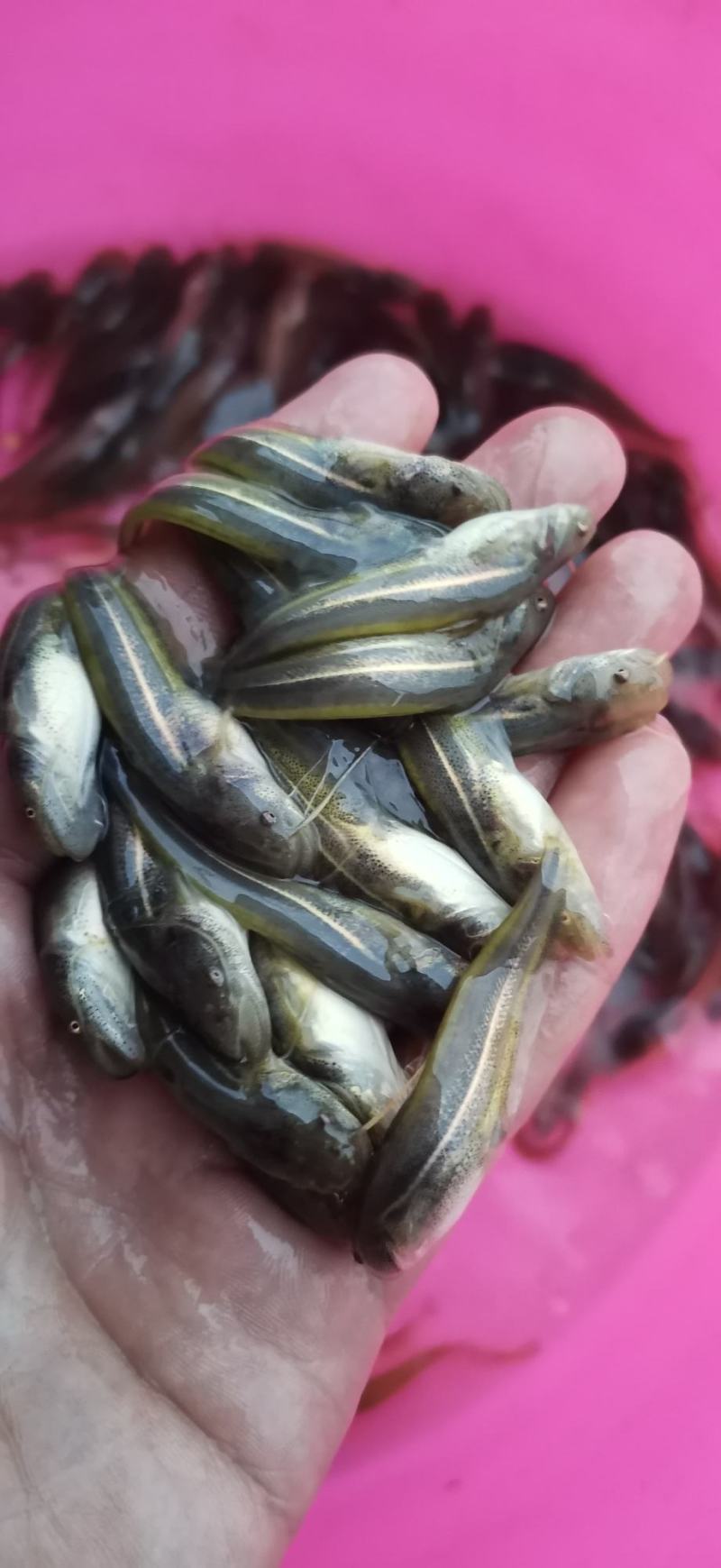 南方大口鲶鱼苗场地直供质量保质技术指导跟宗量大从优