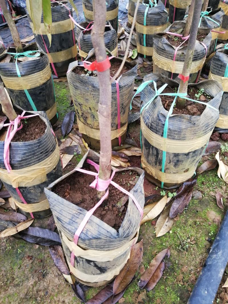 美味可口养生南北种植泰国猫山王黑刺抗寒抗热榴莲果苗