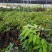 美味可口养生南北种植泰国猫山王黑刺抗寒抗热榴莲果苗