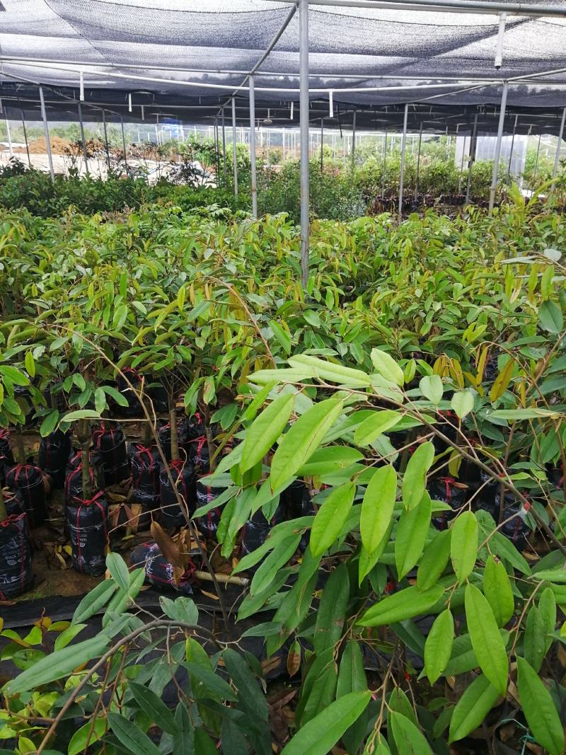 美味可口养生南北种植泰国猫山王黑刺抗寒抗热榴莲果苗
