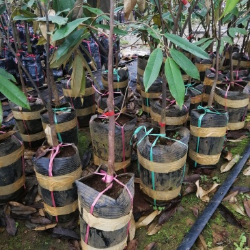 美味可口养生南北种植泰国猫山王黑刺抗寒抗热榴莲果苗