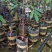 美味可口养生南北种植泰国猫山王黑刺抗寒抗热榴莲果苗