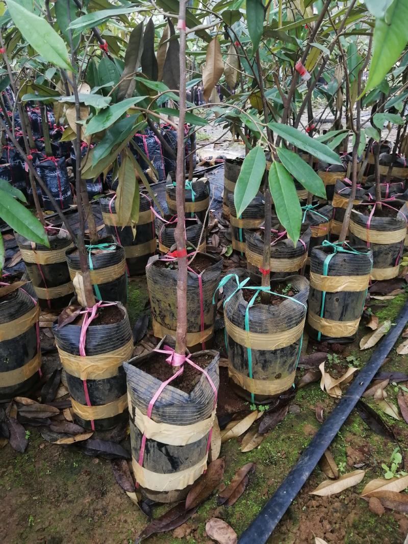 美味可口养生南北种植泰国猫山王黑刺抗寒抗热榴莲果苗