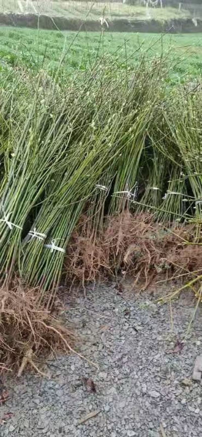 檫木一年生小苗，造林用苗，高度50-1米一年生苗好苗。