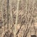 无絮杨树苗，大叶3412.3804中华红叶杨，意杨