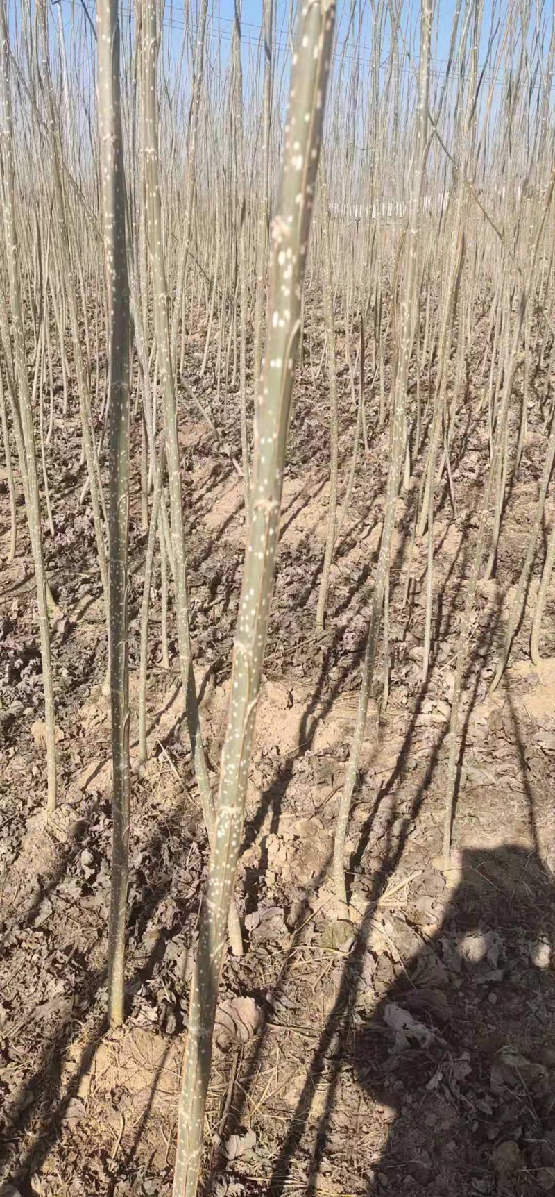 无絮杨树苗，大叶3412.3804中华红叶杨，意杨