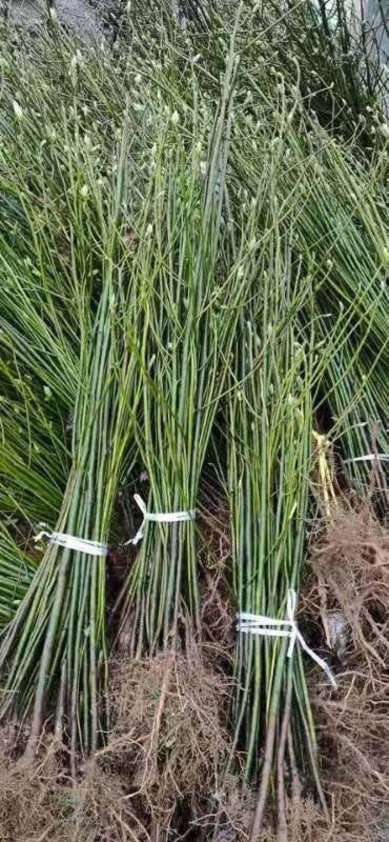 檫木一年生小苗，造林用苗，高度50-1米一年生苗好苗。