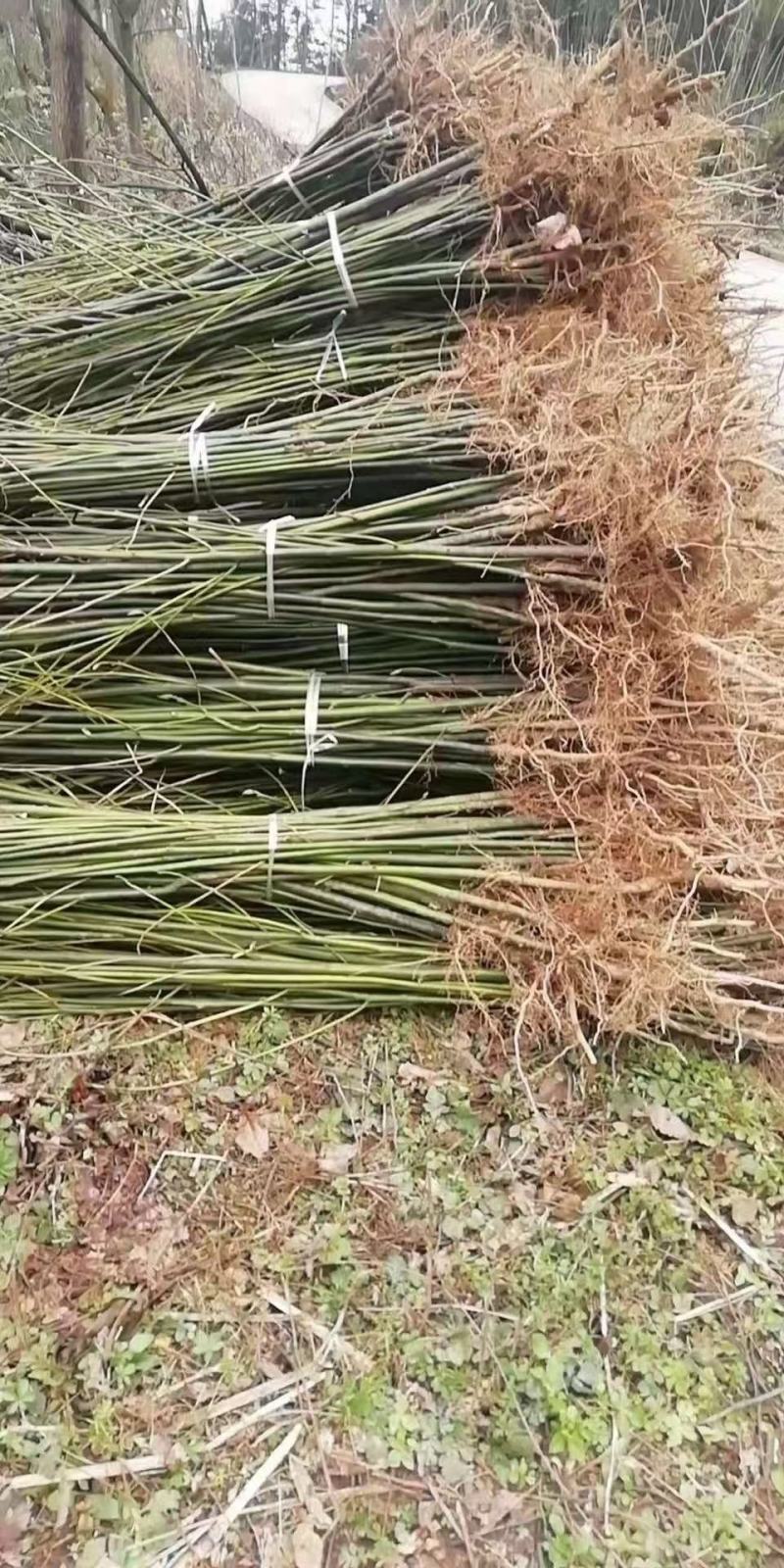 檫木一年生小苗，造林用苗，高度50-1米一年生苗好苗。