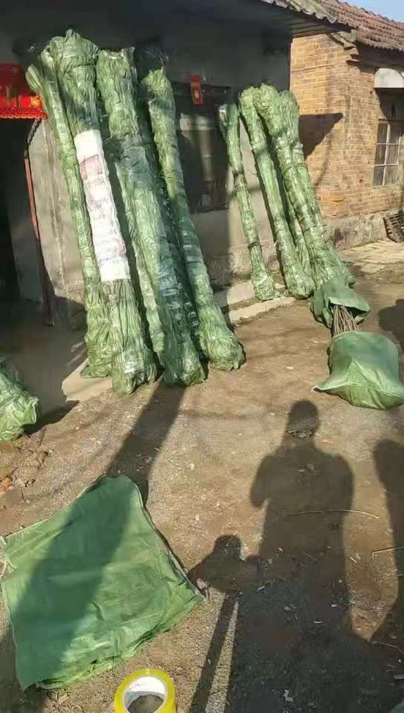 无絮杨树苗，大叶3412.3804中华红叶杨，意杨