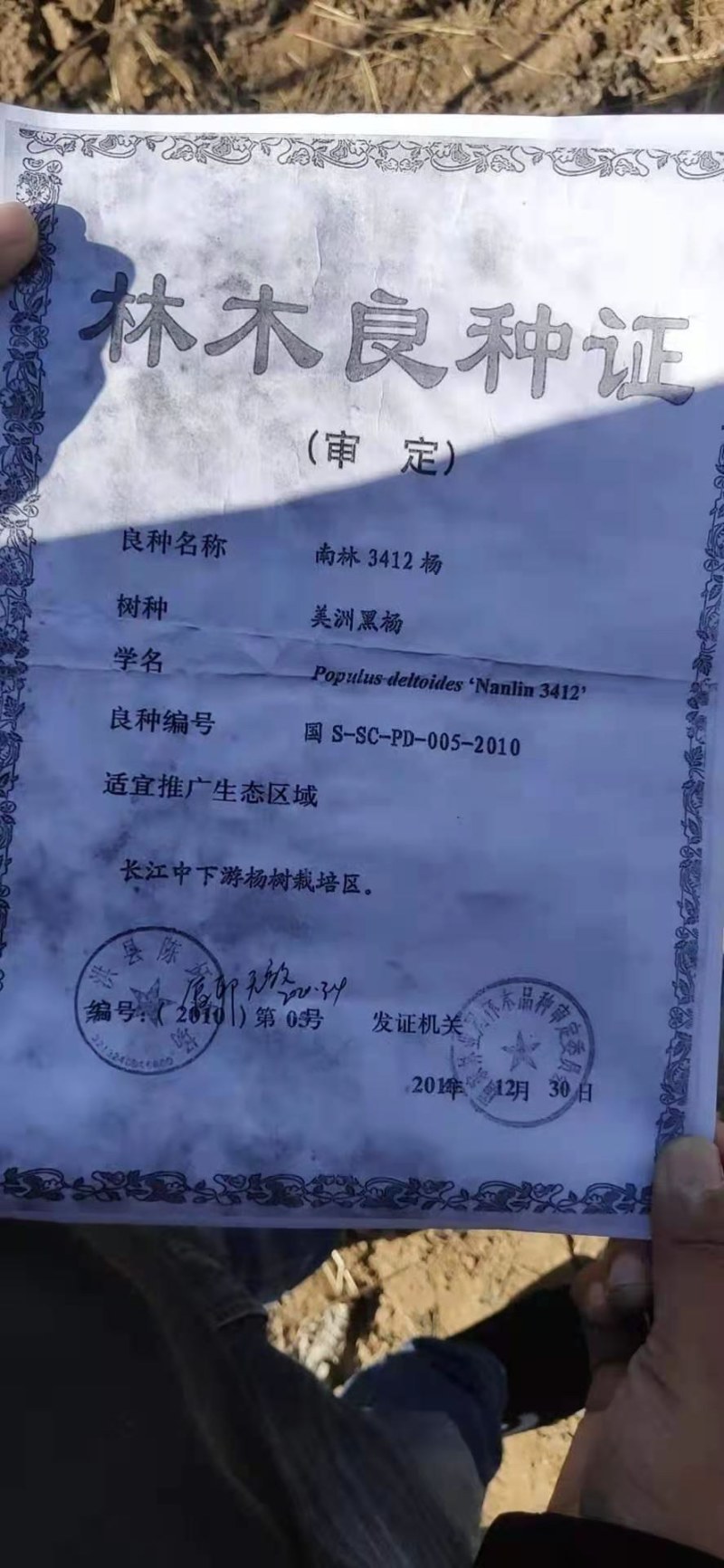 无絮杨树苗，大叶3412.3804中华红叶杨，意杨
