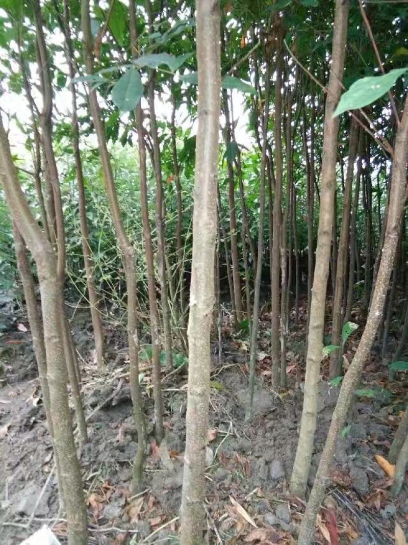 杜英，杯苗，地苗，产地批发，自产自销，杜英地径1-8公分