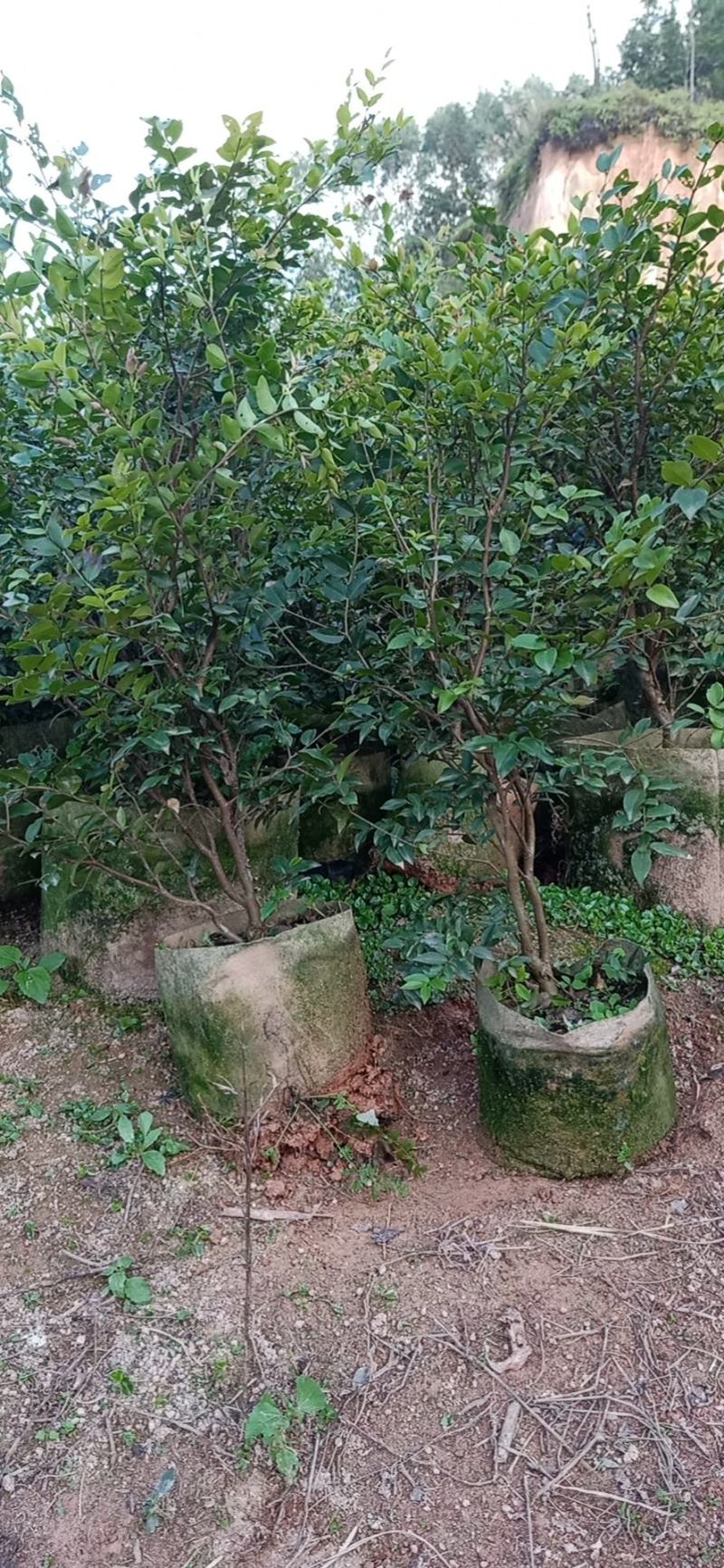 嘉宝果大苗小苗都有，非常靓丽。