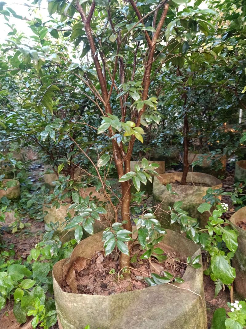 嘉宝果大苗小苗都有，非常靓丽。