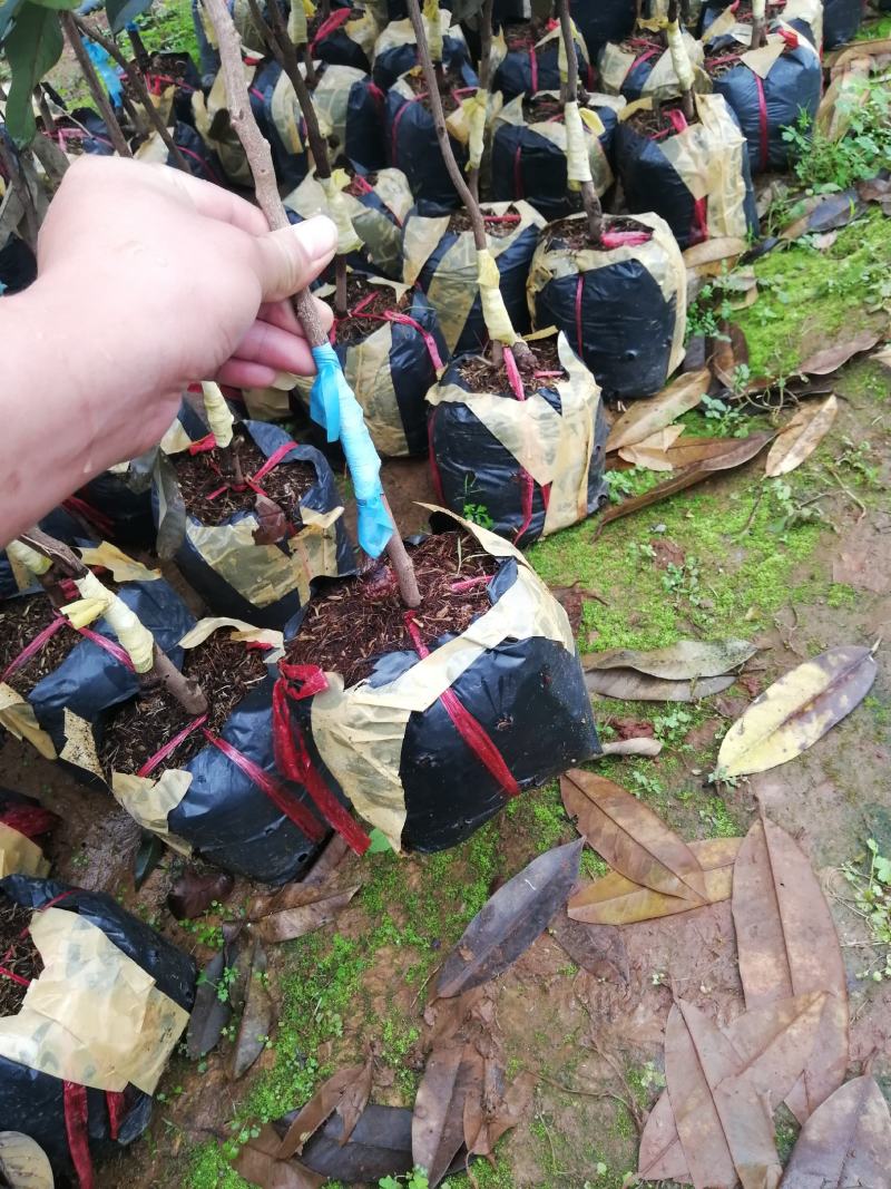 南方水果石硖龙眼果苗红皮龙眼果树大杯苗