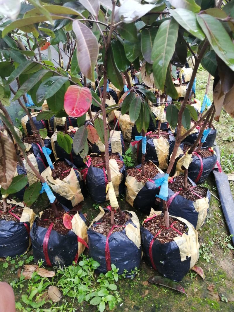 南方水果石硖龙眼果苗红皮龙眼果树大杯苗