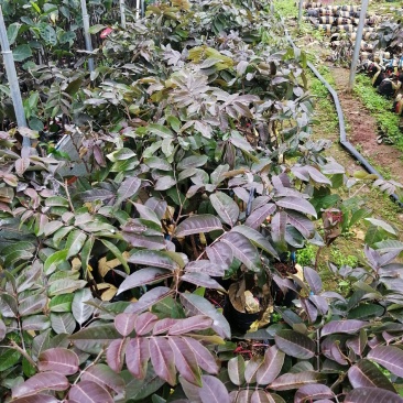 南方水果石硖龙眼果苗红皮龙眼果树大杯苗