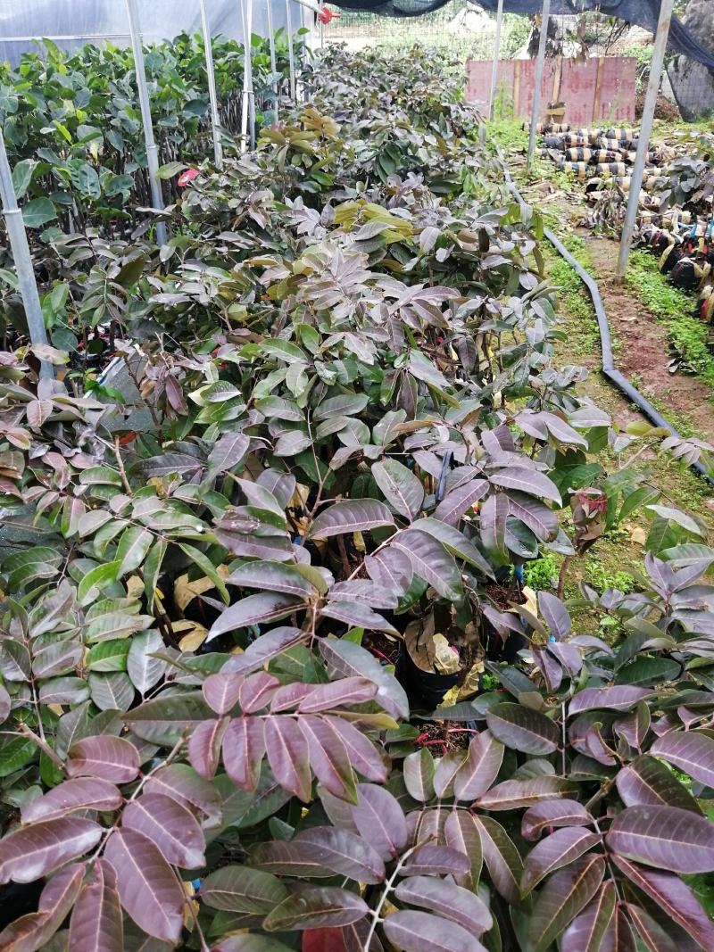 南方水果石硖龙眼果苗红皮龙眼果树大杯苗