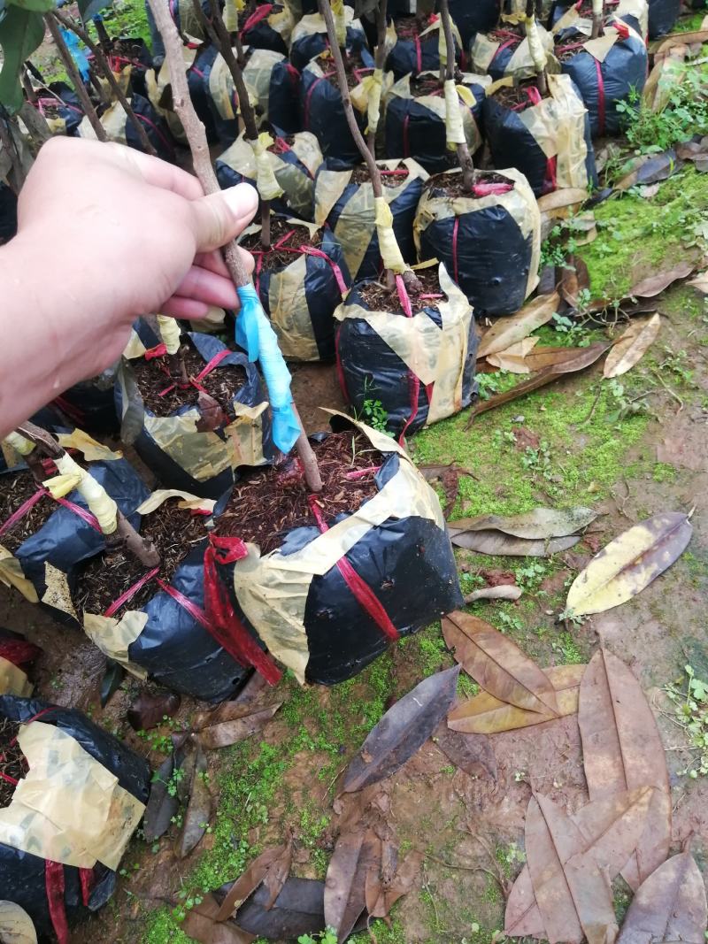 南方水果石硖龙眼果苗红皮龙眼果树大杯苗