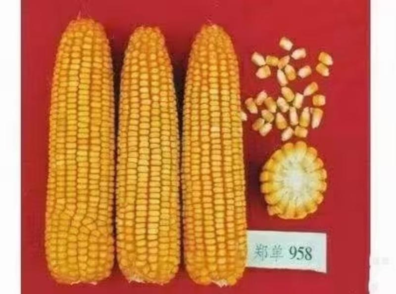 郑单958国审杂交玉米种子苞米种子每代4斤