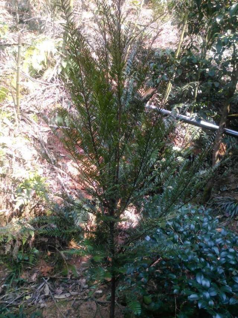 红豆杉树苗批发种杯用小苗，红豆杉地径2--3公分带土球。