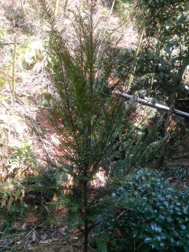 红豆杉树苗批发种杯用小苗，红豆杉地径2--3公分带土球。