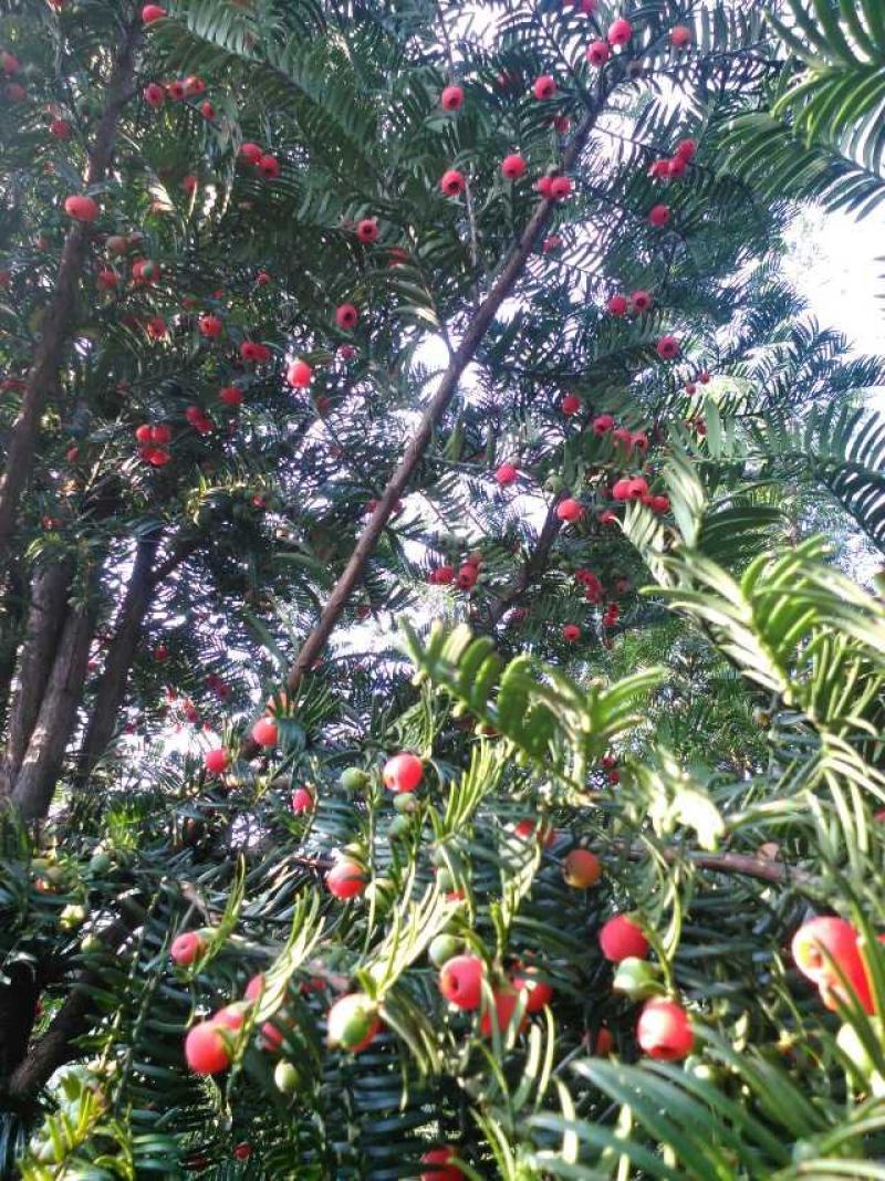 红豆杉树苗批发种杯用小苗，红豆杉地径2--3公分带土球。