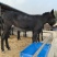 肉驴100~200斤种馿育肥馿全国包运货到付款