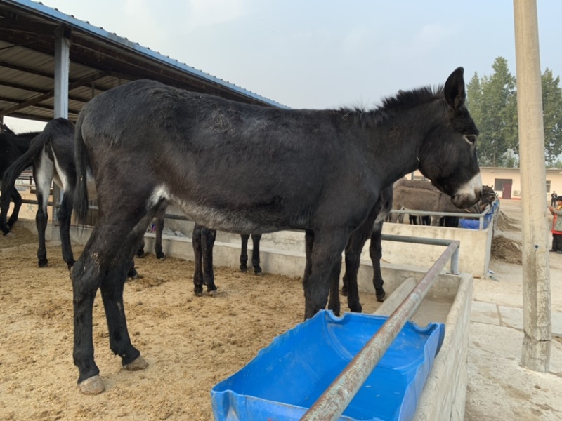 肉驴100~200斤种馿育肥馿全国包运货到付款