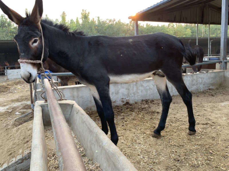 肉驴100~200斤种馿育肥馿全国包运货到付款