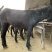 肉驴100~200斤种馿育肥馿全国包运货到付款