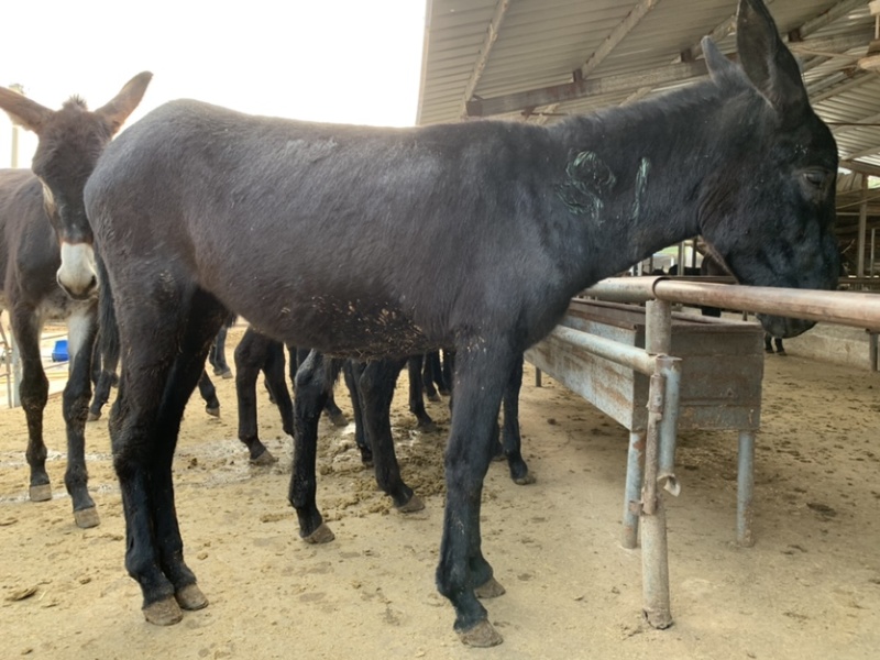 肉驴100~200斤种馿育肥馿全国包运货到付款