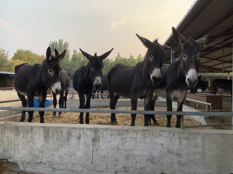 肉驴100~200斤种馿育肥馿全国包运货到付款