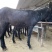 肉驴100~200斤种馿育肥馿全国包运货到付款