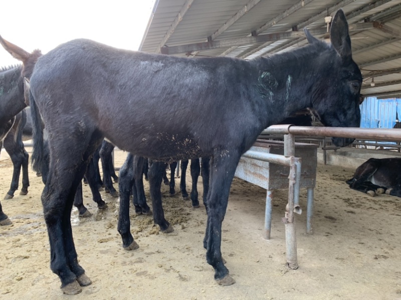 肉驴100~200斤种馿育肥馿全国包运货到付款