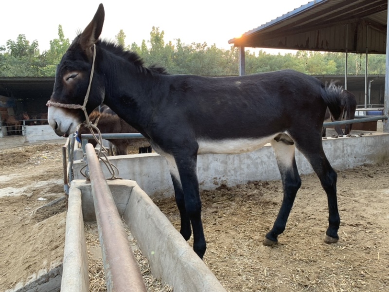 肉驴100~200斤种馿育肥馿全国包运货到付款
