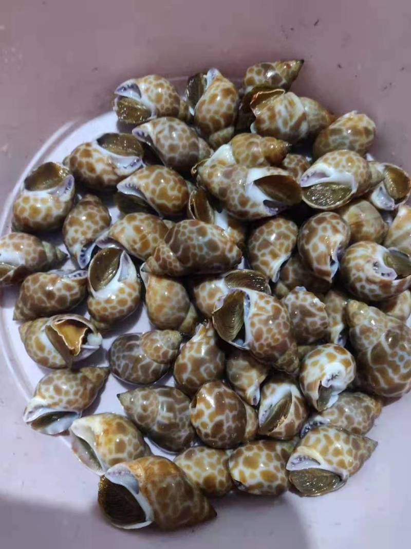 冰冻花螺，不添加任何化学剂，一手货源，工厂直销。