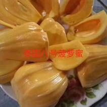 菠萝蜜果树苗新品种泰国红肉菠萝蜜嫁接苗四季菠萝蜜南方